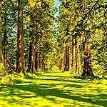 Public Trees at 11 Pierce St Brookline Village